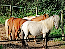 Les Poneys